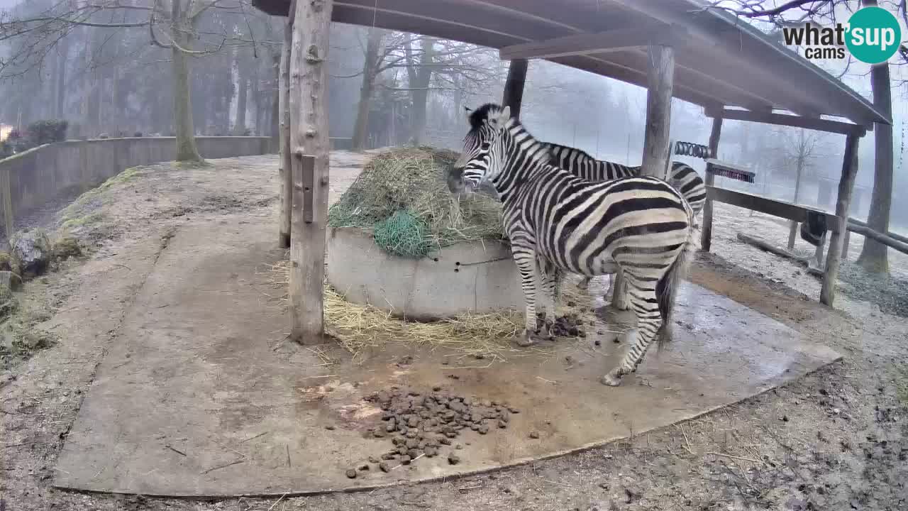 Live Webcam Zebras in Ljubljana ZOO – Slowenien