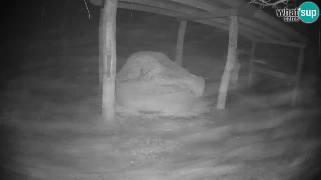 Web kamera uživo Zebras u ZOO Ljubljana – Slovenija