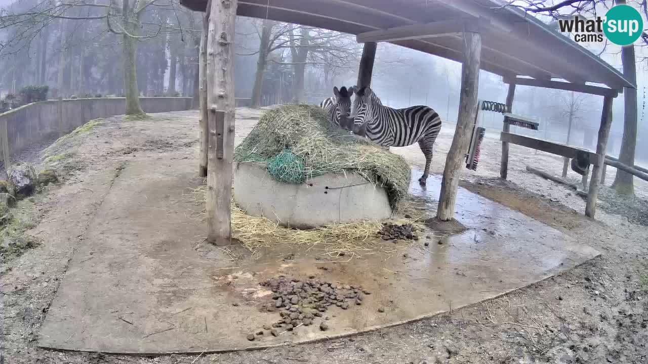 Camera en vivo Cebras in Ljubljana ZOO – Eslovenia