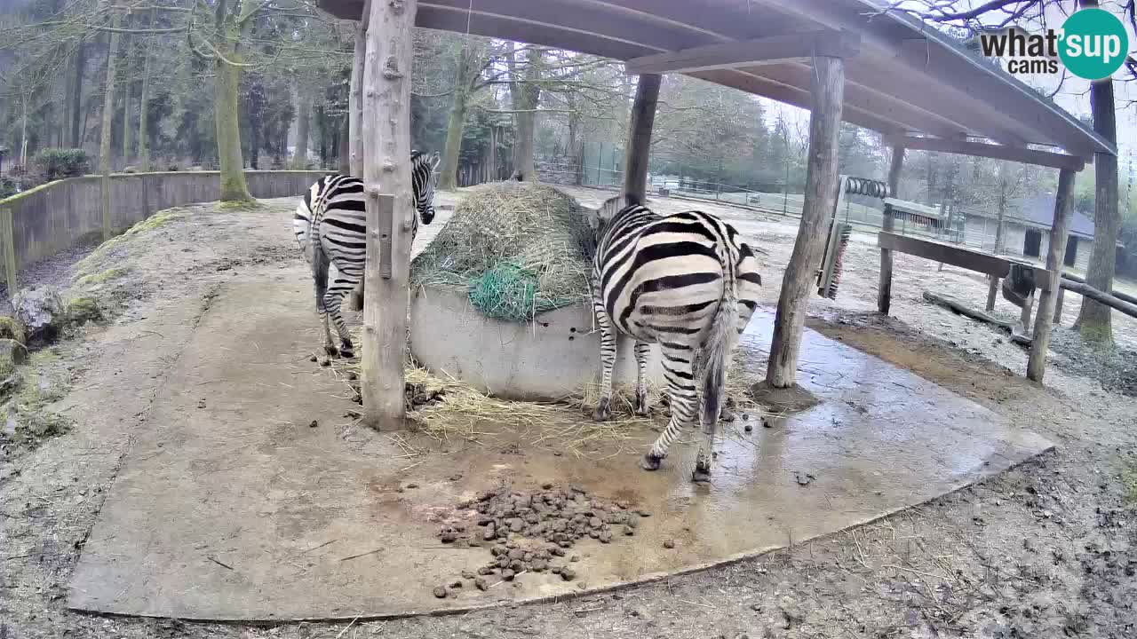 Live Webcam Zebras in Ljubljana ZOO – Slowenien