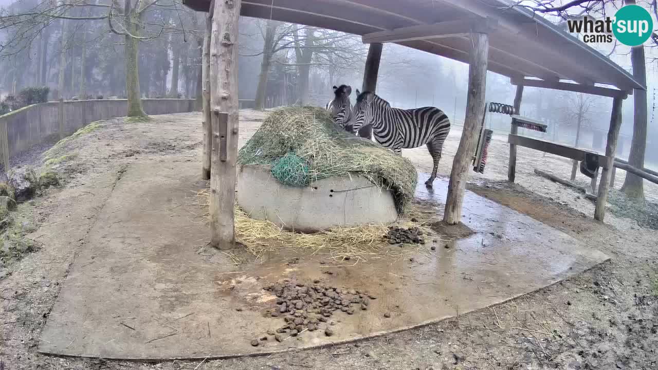 Camera en vivo Cebras in Ljubljana ZOO – Eslovenia