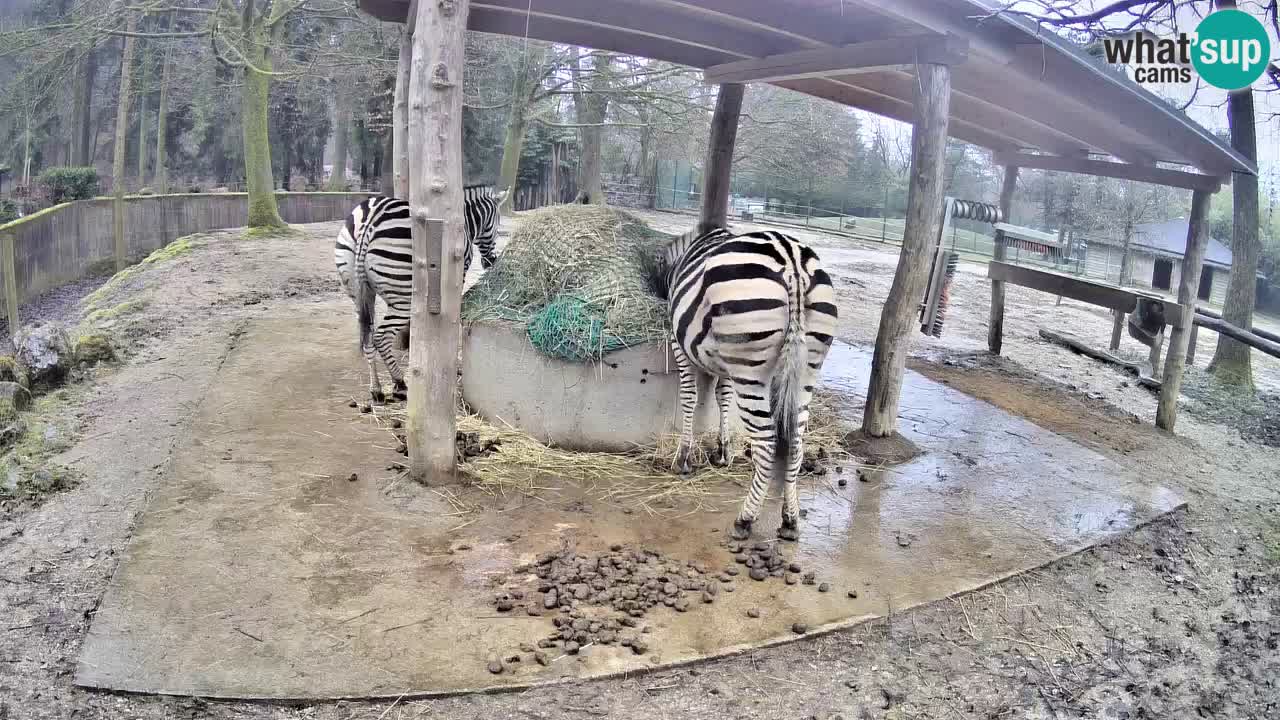 Live webcam Les zèbres in Ljubljana ZOO – Slovénie