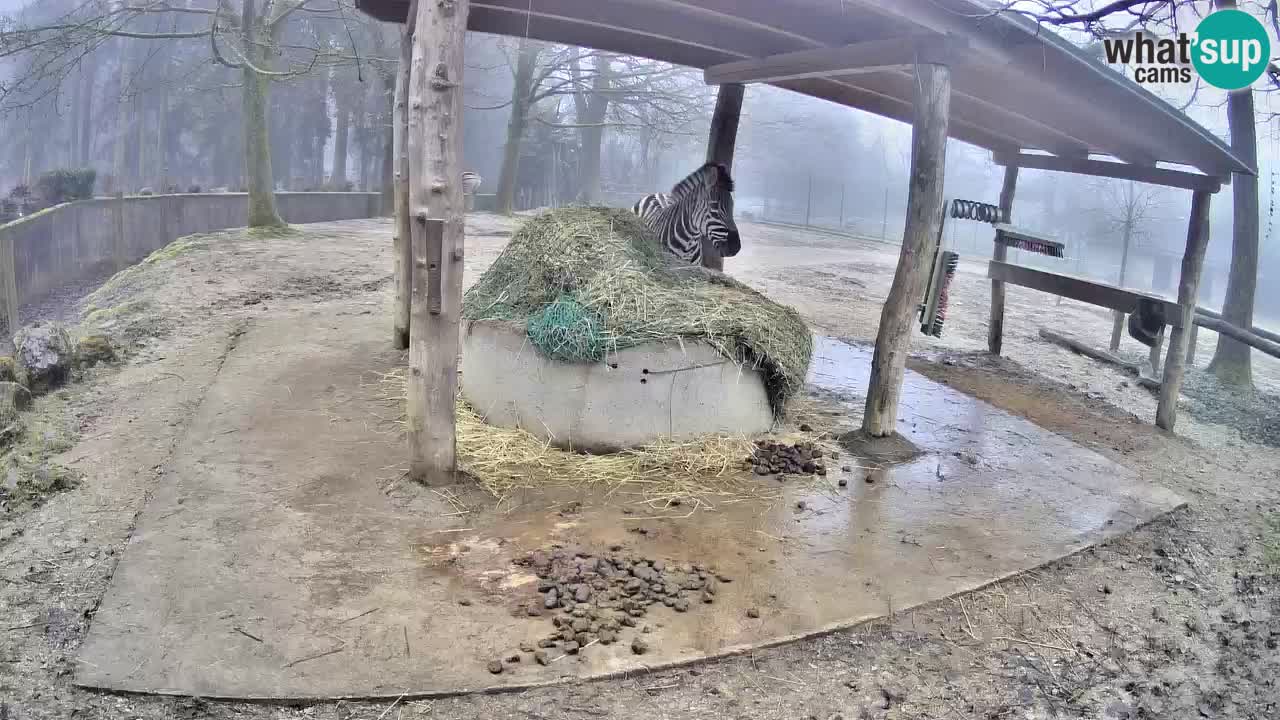 Zebre v živo v živalskem vrtu Ljubljana ZOO spletne kamere