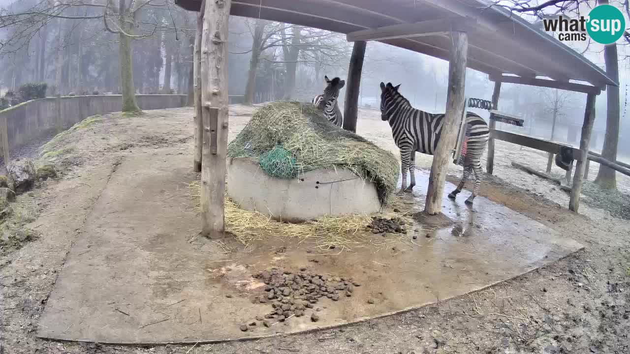 Le Zebre nello ZOO di Ljubljana – Slovenia Live webcam