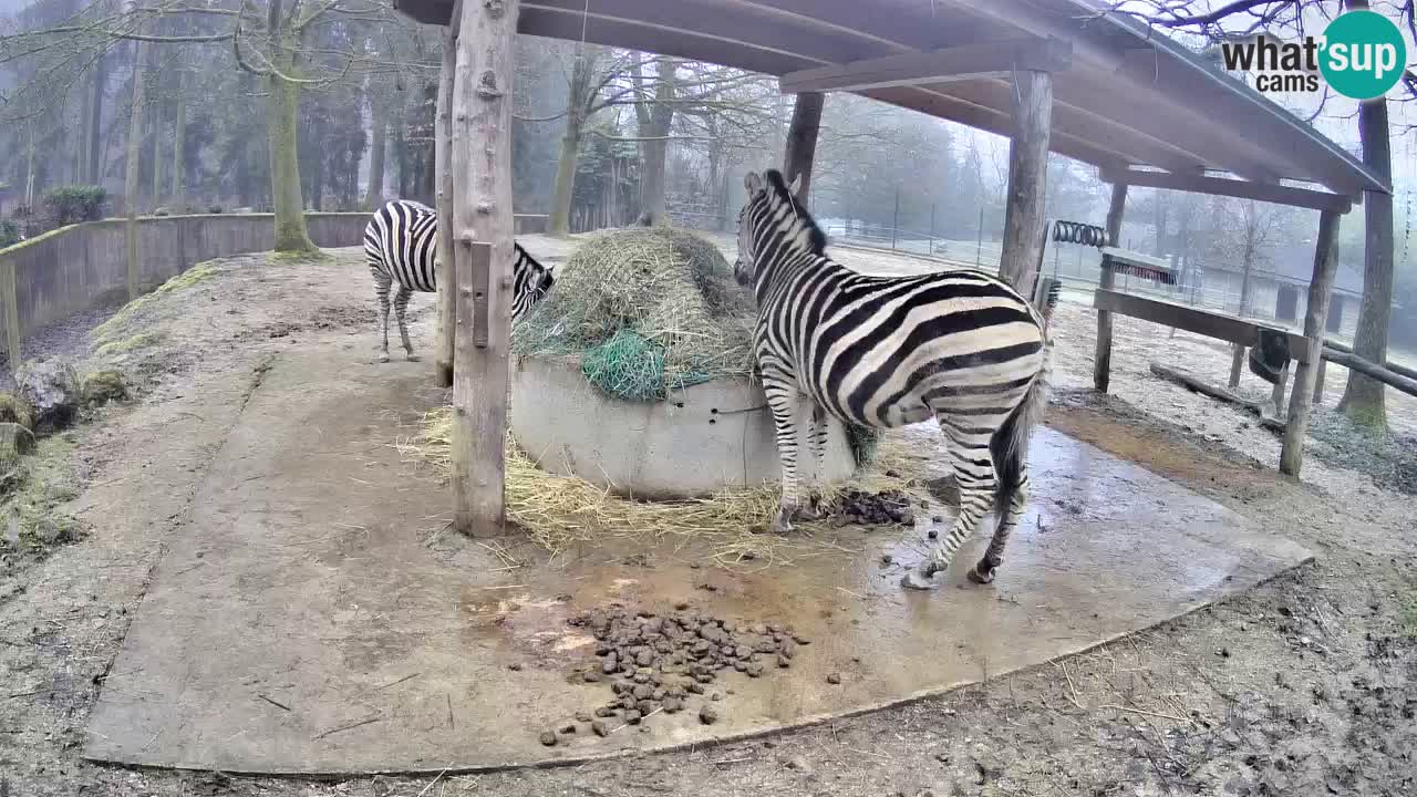Camera en vivo Cebras in Ljubljana ZOO – Eslovenia