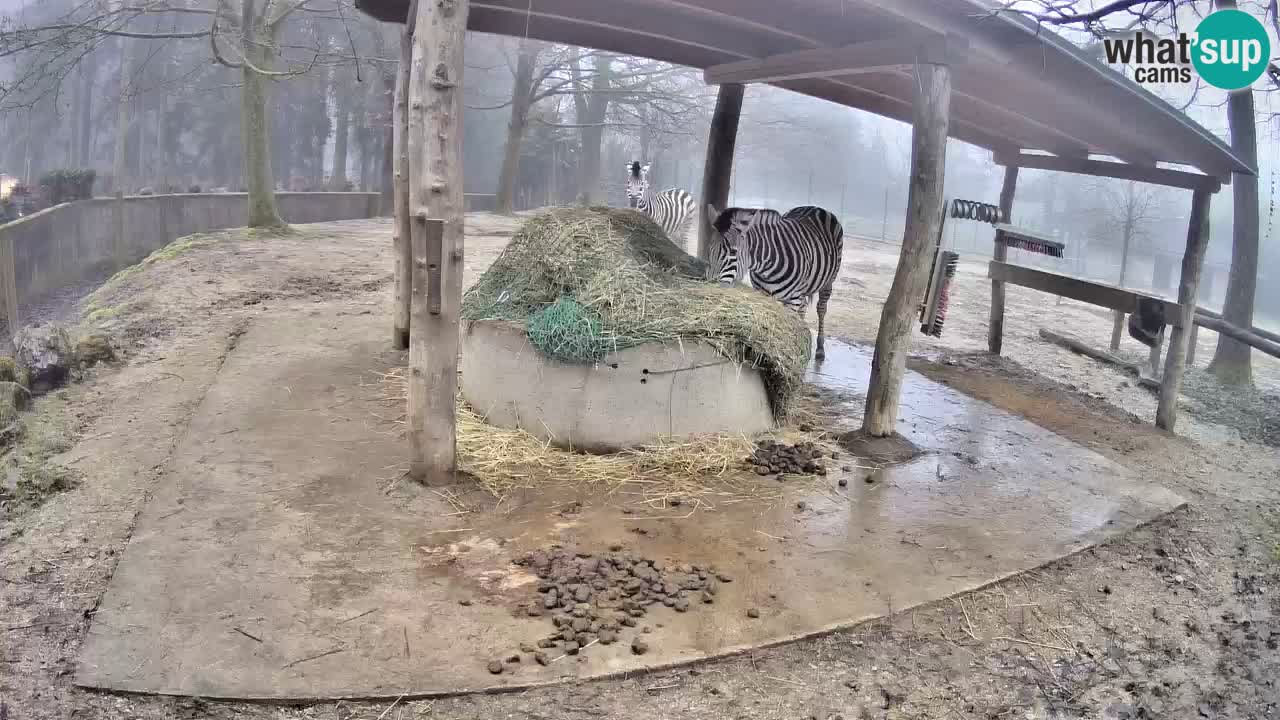 Camera en vivo Cebras in Ljubljana ZOO – Eslovenia