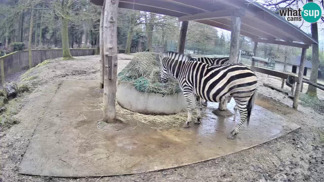 Live webcam Zebras in Ljubljana ZOO – Slovenia