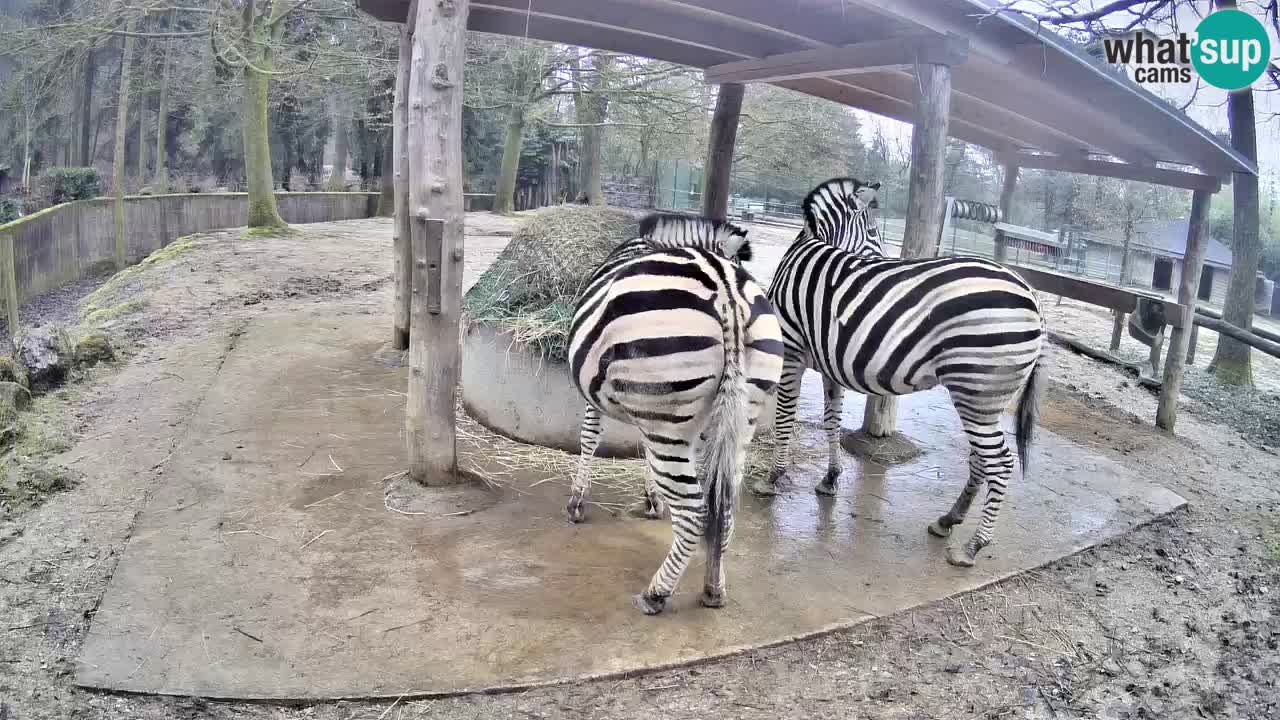 Web kamera uživo Zebras u ZOO Ljubljana – Slovenija