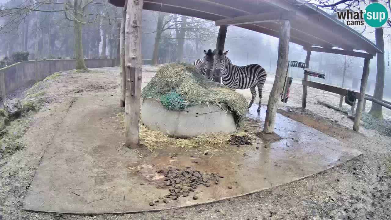 Live webcam Zebras in Ljubljana ZOO – Slovenia