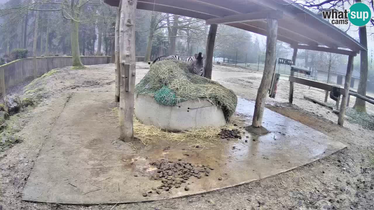 Live webcam Zebras in Ljubljana ZOO – Slovenia