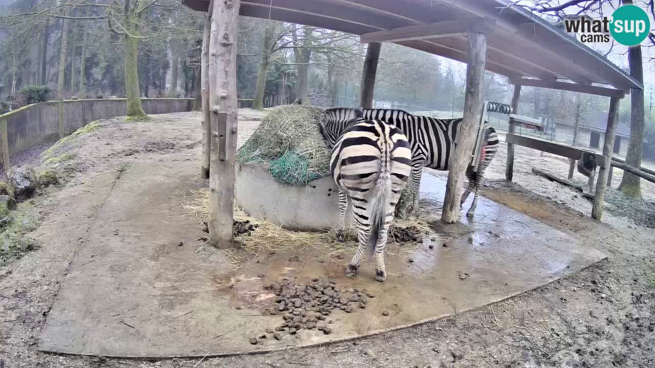 Live webcam Zebras in Ljubljana ZOO – Slovenia