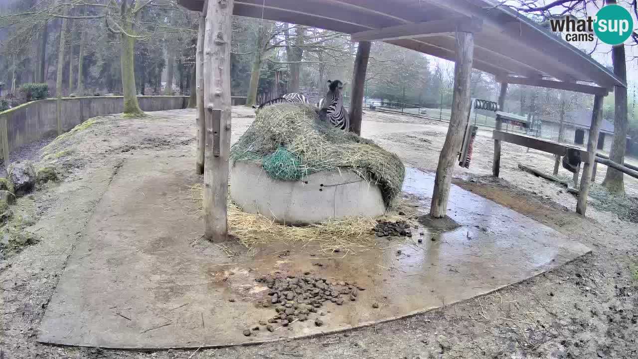 Live Webcam Zebras in Ljubljana ZOO – Slowenien