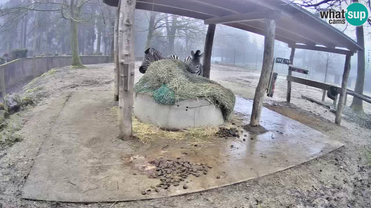 Camera en vivo Cebras in Ljubljana ZOO – Eslovenia