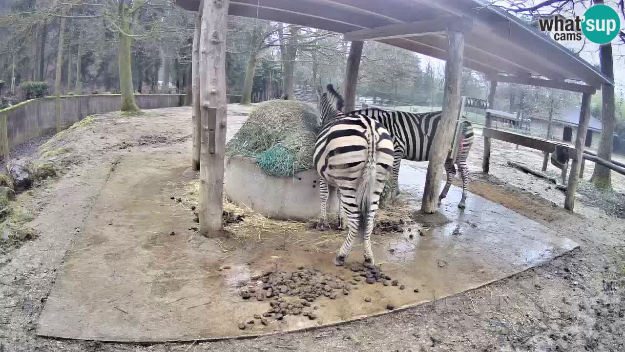Le Zebre nello ZOO di Ljubljana – Slovenia Live webcam
