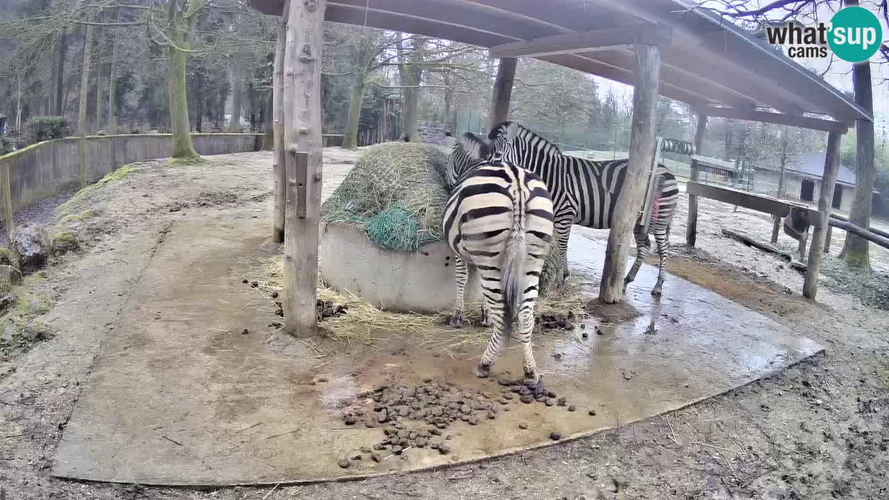 Web kamera uživo Zebras u ZOO Ljubljana – Slovenija
