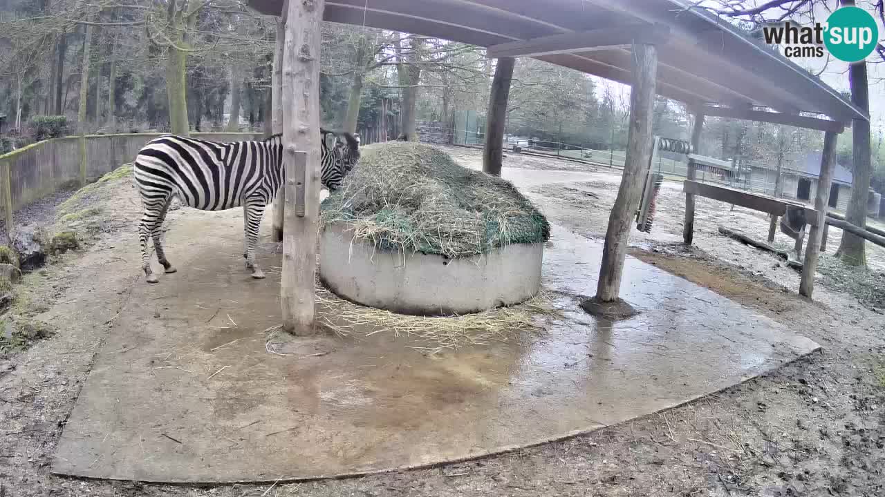 Live webcam Les zèbres in Ljubljana ZOO – Slovénie