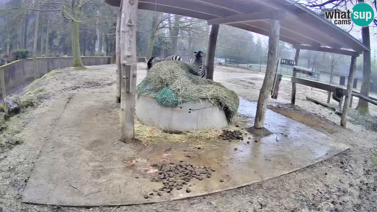 Live Webcam Zebras in Ljubljana ZOO – Slowenien