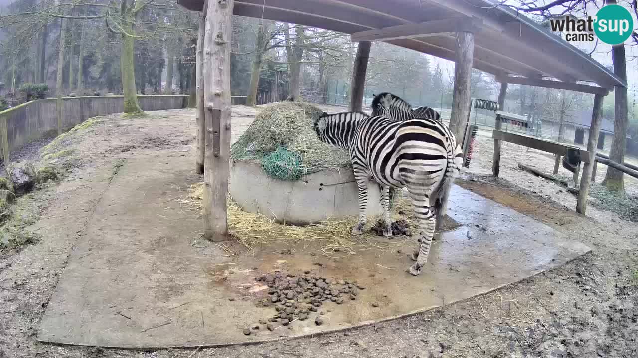 Live webcam Les zèbres in Ljubljana ZOO – Slovénie