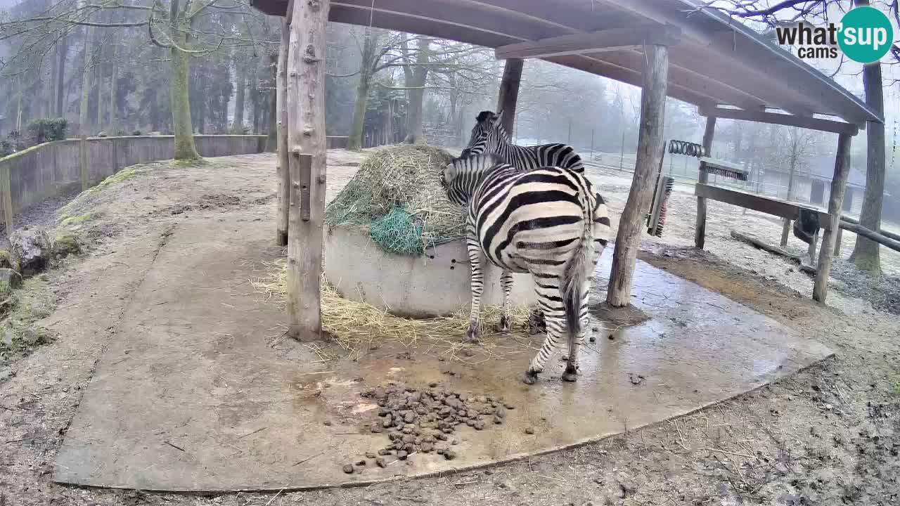 Web kamera uživo Zebras u ZOO Ljubljana – Slovenija