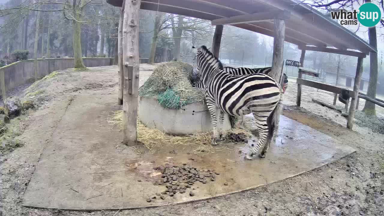 Camera en vivo Cebras in Ljubljana ZOO – Eslovenia