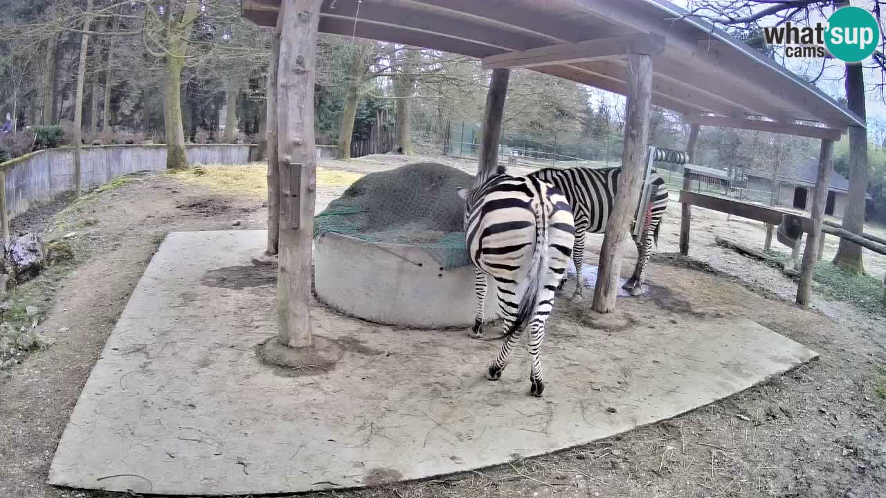 Live Webcam Zebras in Ljubljana ZOO – Slowenien