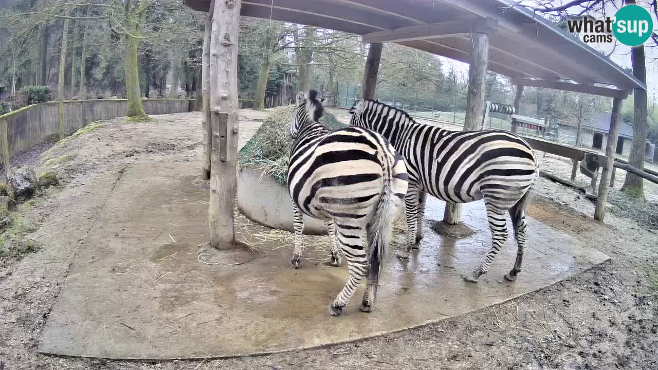 Live webcam Les zèbres in Ljubljana ZOO – Slovénie