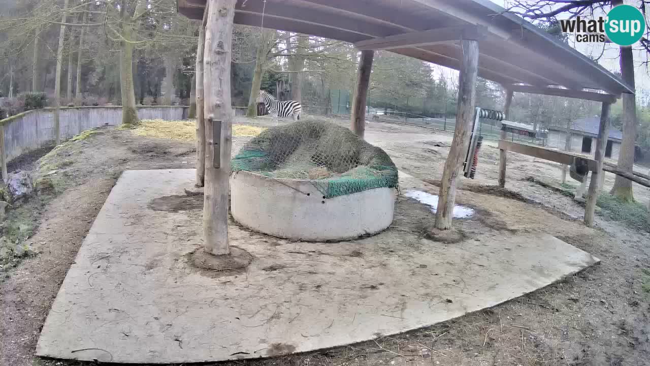 Web kamera uživo Zebras u ZOO Ljubljana – Slovenija