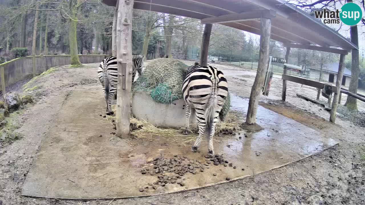 Zebre v živo v živalskem vrtu Ljubljana ZOO spletne kamere