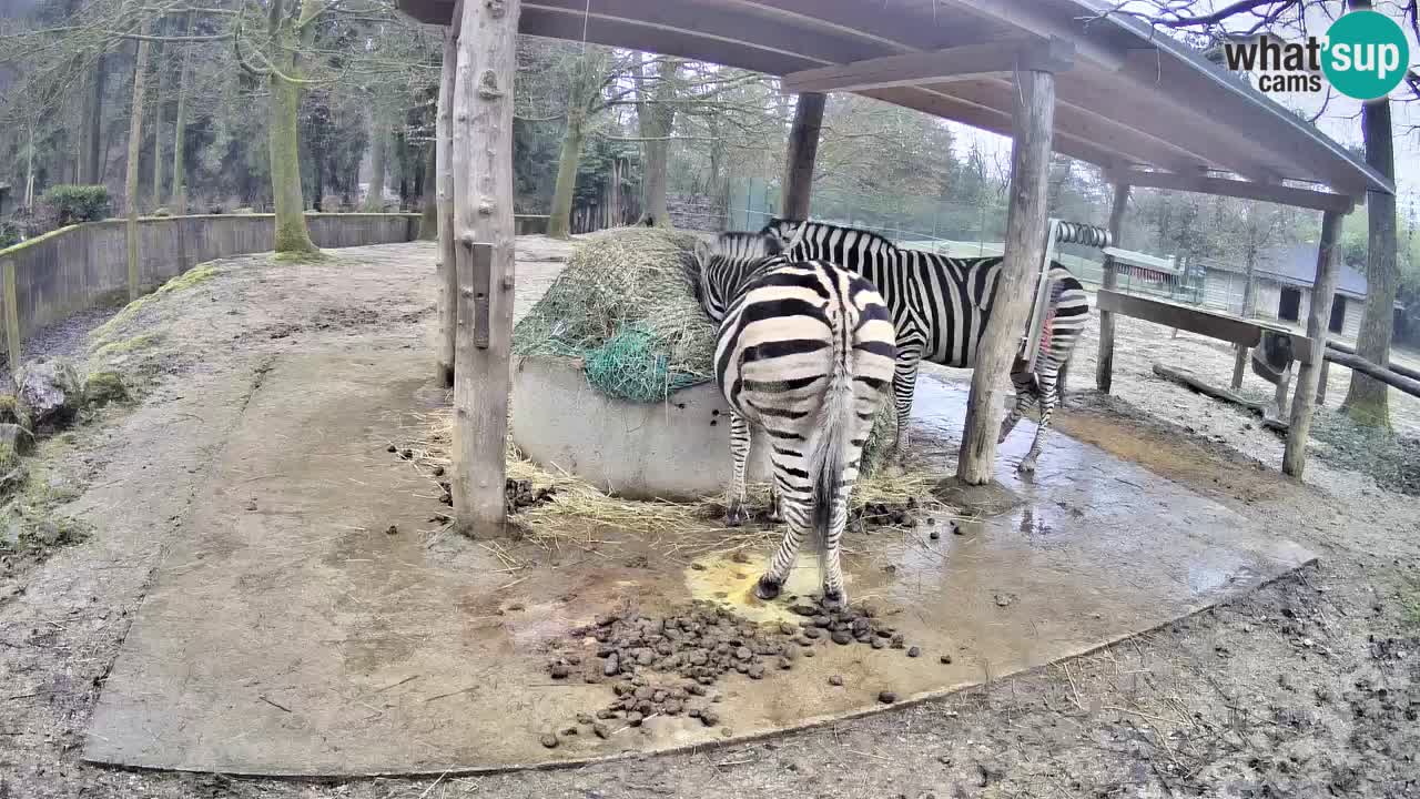 Le Zebre nello ZOO di Ljubljana – Slovenia Live webcam