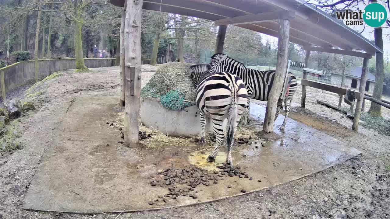 Camera en vivo Cebras in Ljubljana ZOO – Eslovenia