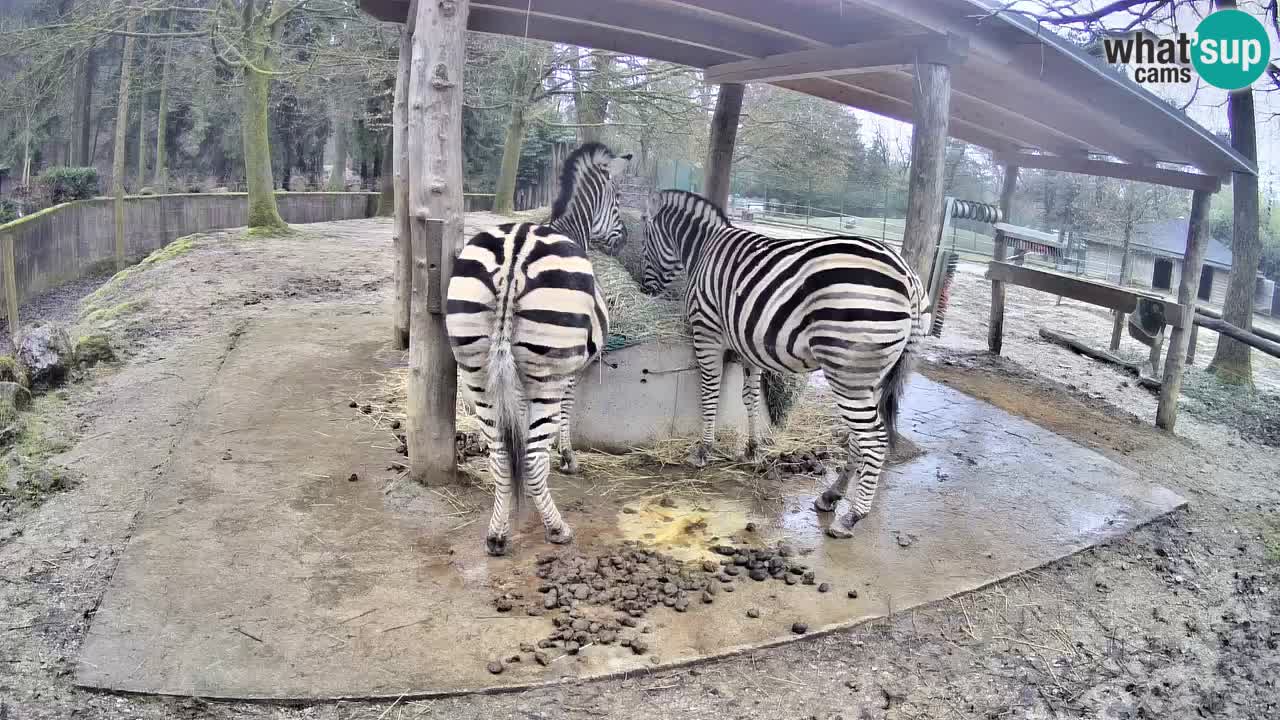 Web kamera uživo Zebras u ZOO Ljubljana – Slovenija