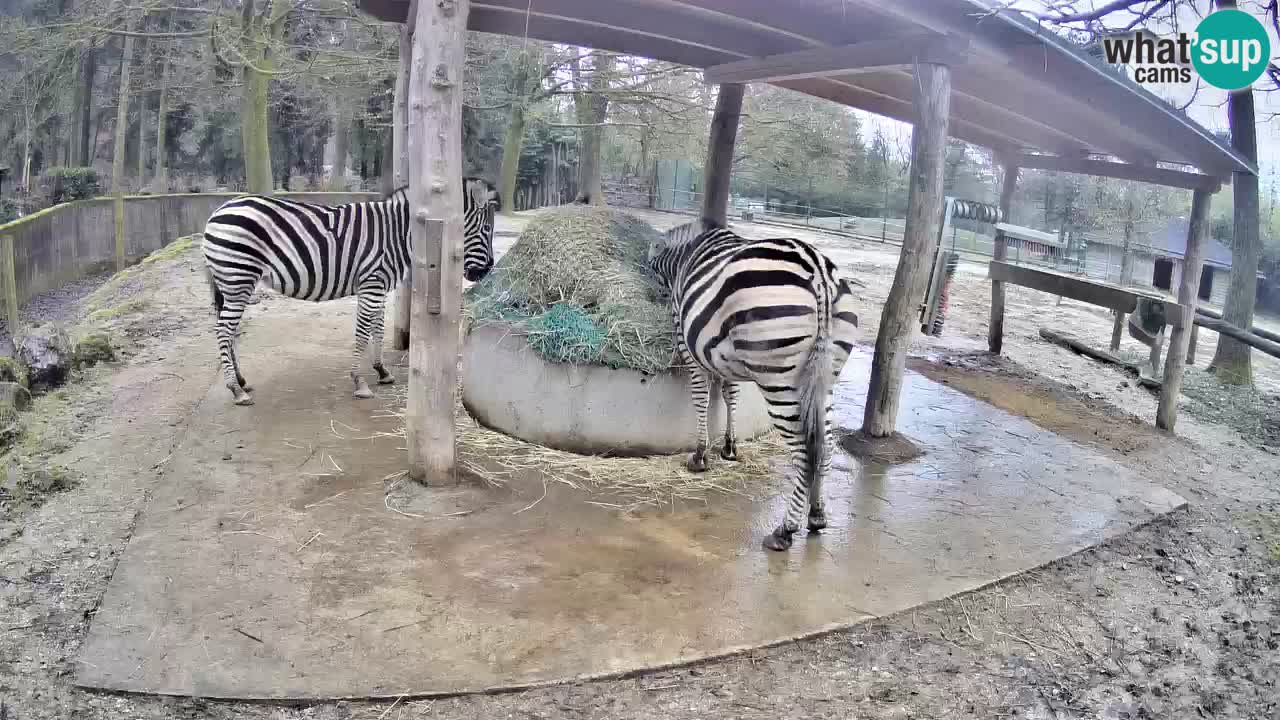 Live webcam Zebras in Ljubljana ZOO – Slovenia