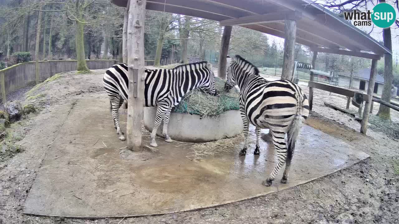 Live webcam Les zèbres in Ljubljana ZOO – Slovénie