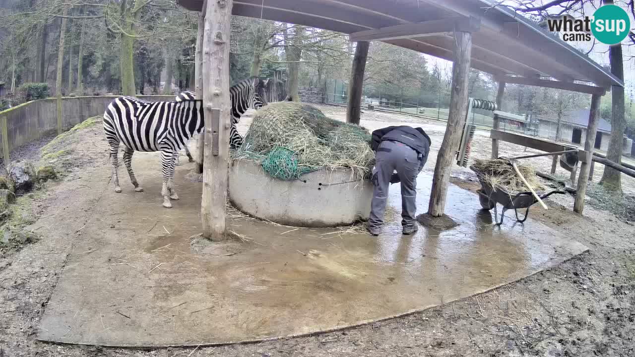 Live webcam Les zèbres in Ljubljana ZOO – Slovénie