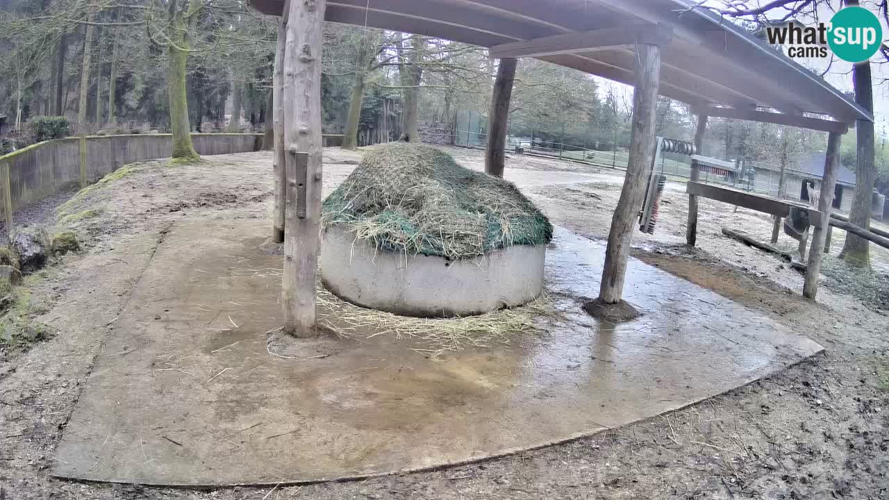 Le Zebre nello ZOO di Ljubljana – Slovenia Live webcam