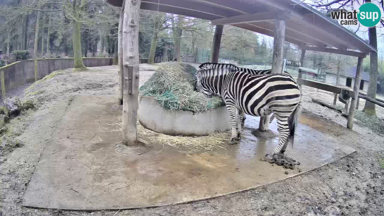 Camera en vivo Cebras in Ljubljana ZOO – Eslovenia