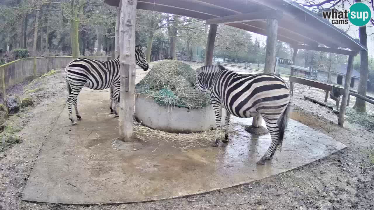 Live webcam Zebras in Ljubljana ZOO – Slovenia