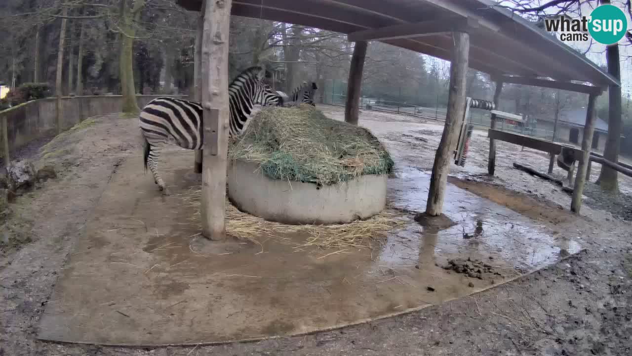 Camera en vivo Cebras in Ljubljana ZOO – Eslovenia