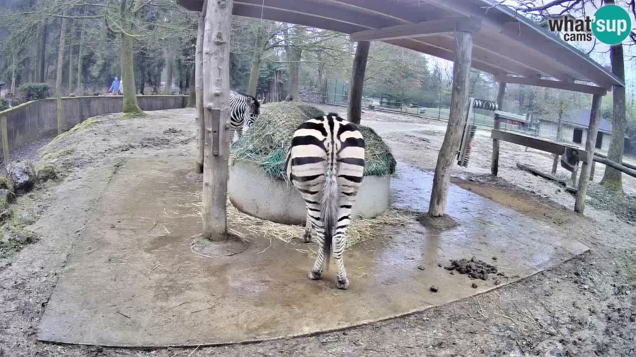 Live Webcam Zebras in Ljubljana ZOO – Slowenien