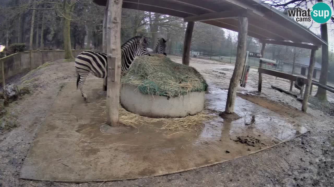 Le Zebre nello ZOO di Ljubljana – Slovenia Live webcam