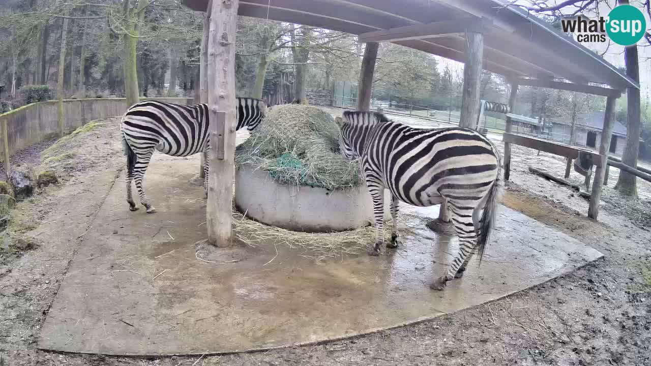 Live webcam Zebras in Ljubljana ZOO – Slovenia