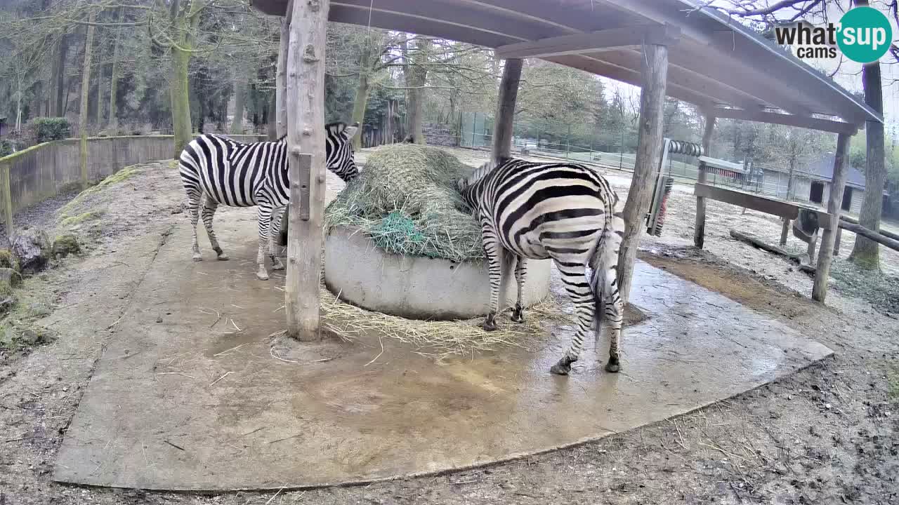 Live webcam Zebras in Ljubljana ZOO – Slovenia