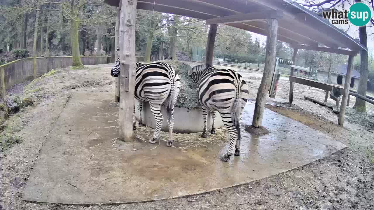 Live webcam Les zèbres in Ljubljana ZOO – Slovénie