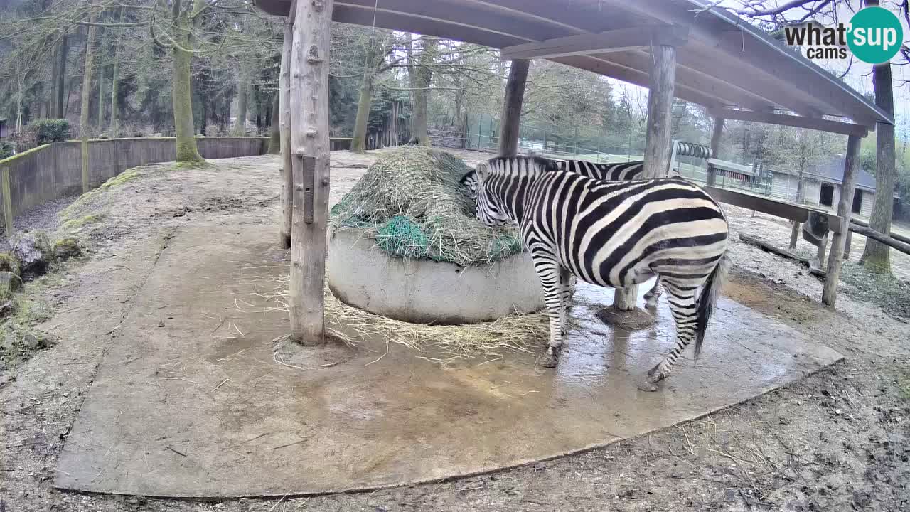 Live webcam Les zèbres in Ljubljana ZOO – Slovénie