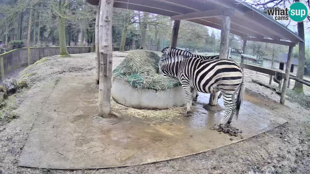 Camera en vivo Cebras in Ljubljana ZOO – Eslovenia