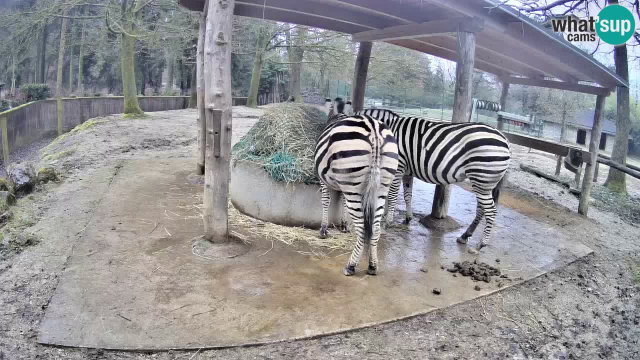 Live webcam Zebras in Ljubljana ZOO – Slovenia