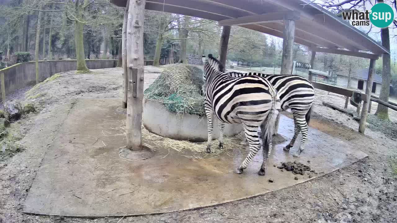 Camera en vivo Cebras in Ljubljana ZOO – Eslovenia
