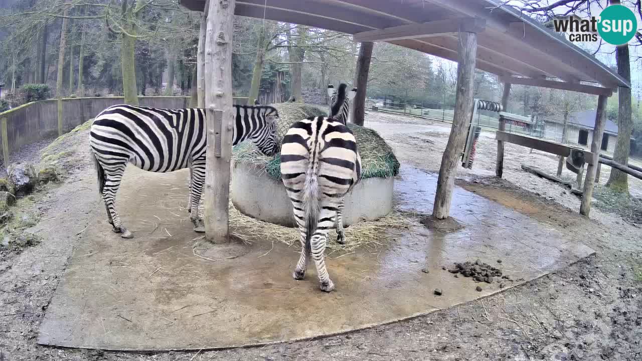 Live webcam Zebras in Ljubljana ZOO – Slovenia