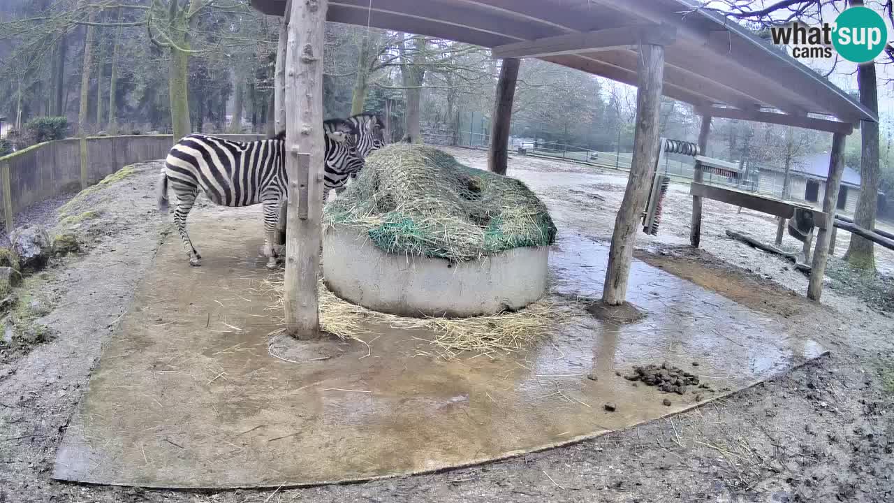 Live webcam Les zèbres in Ljubljana ZOO – Slovénie