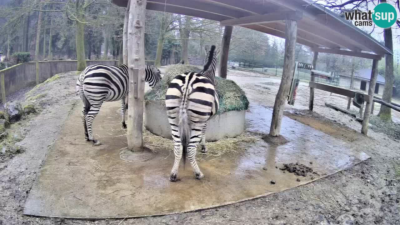 Live webcam Zebras in Ljubljana ZOO – Slovenia
